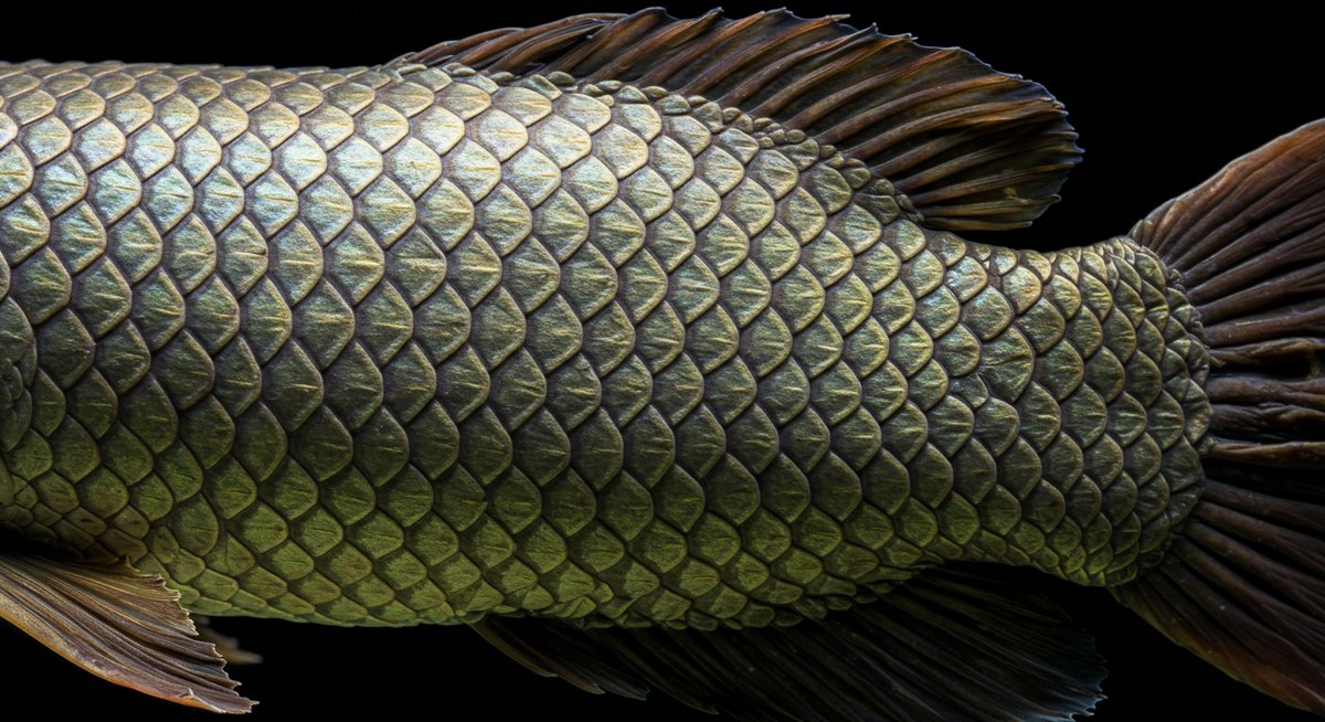 あら 魚