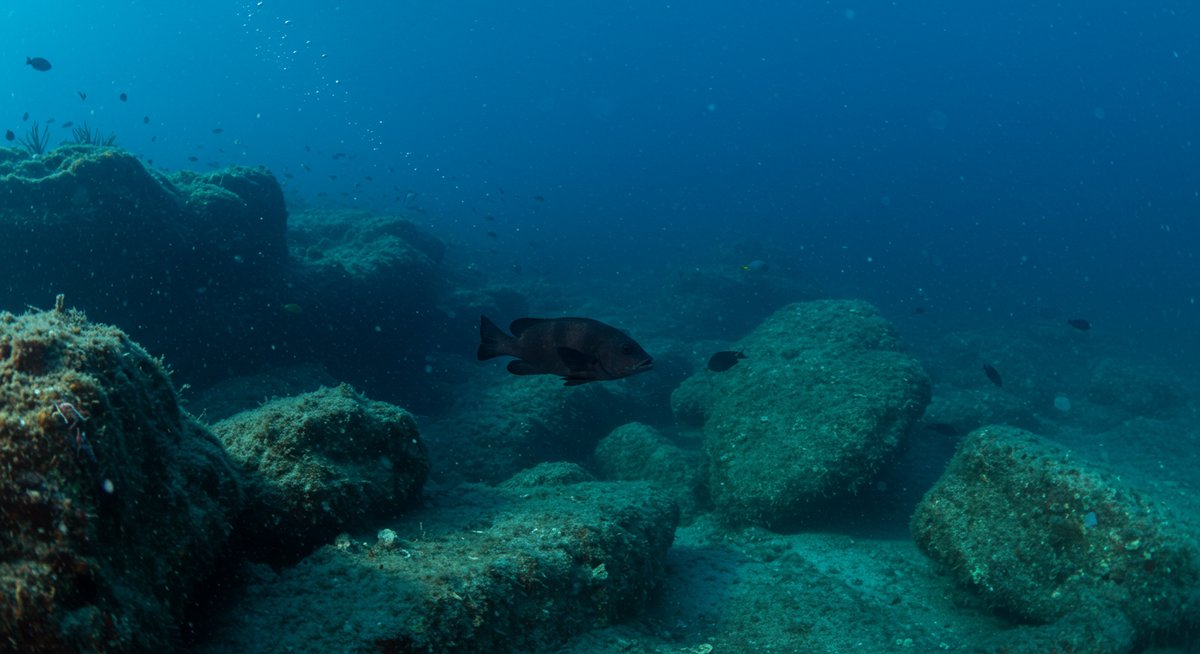 のどぐろ 深海 魚