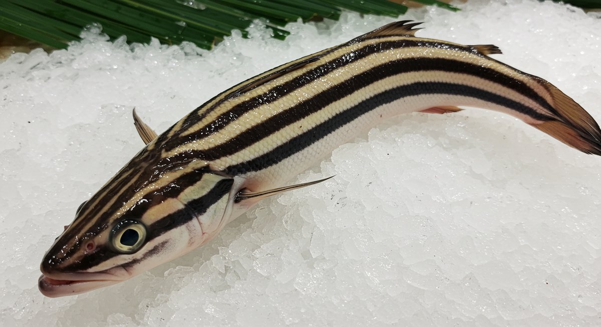 カマス サワラ