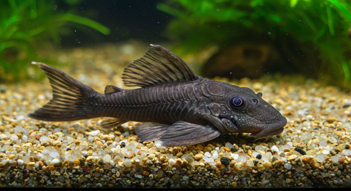 水槽 掃除 魚 プレコ