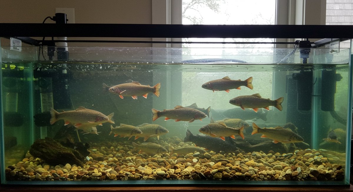 川魚 刺身