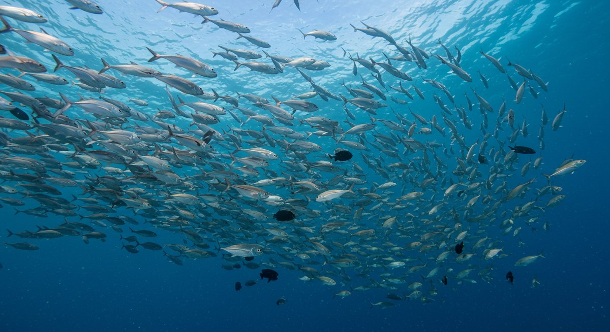 魚の群れ