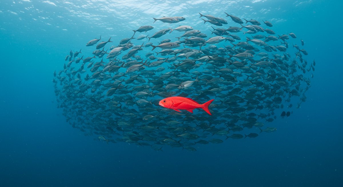 魚の群れ