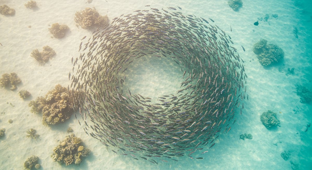 魚の群れ