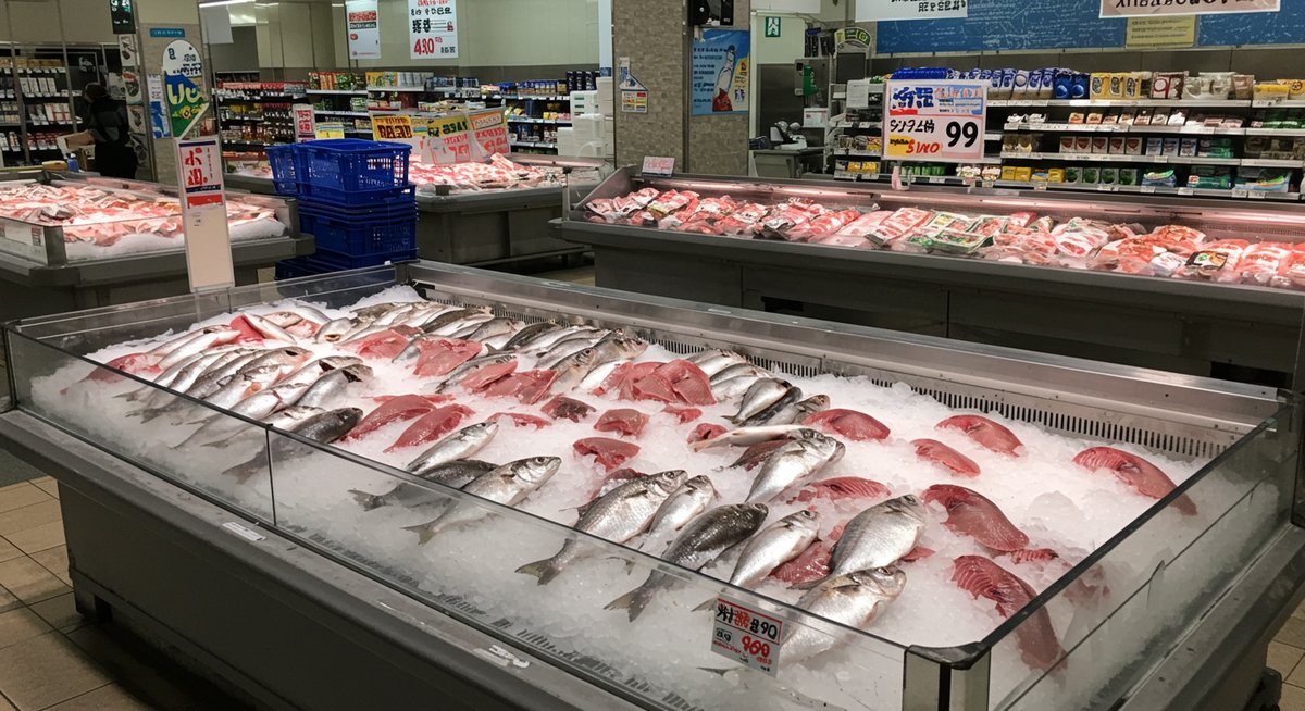 魚 スギ