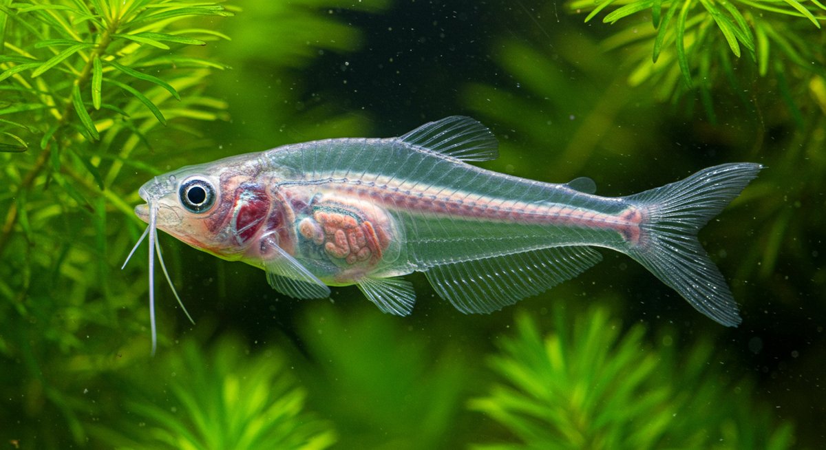 透明 な 魚