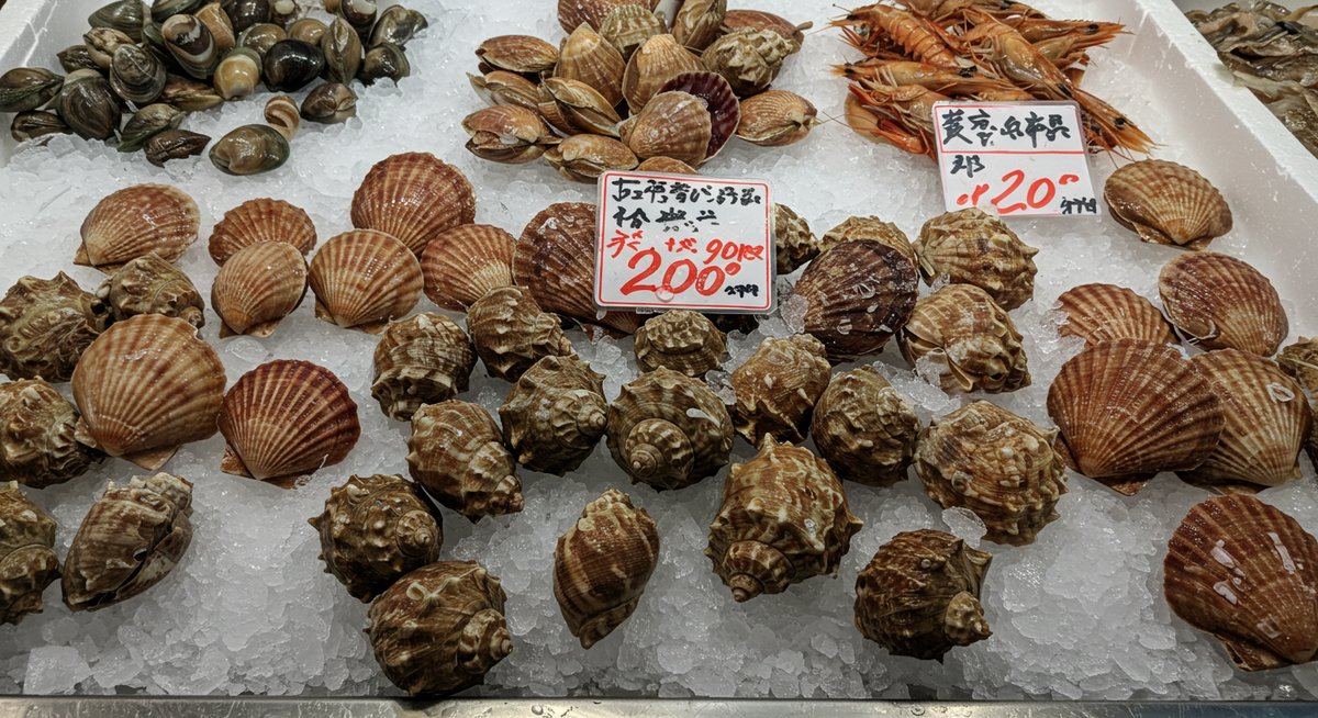 月 日 貝